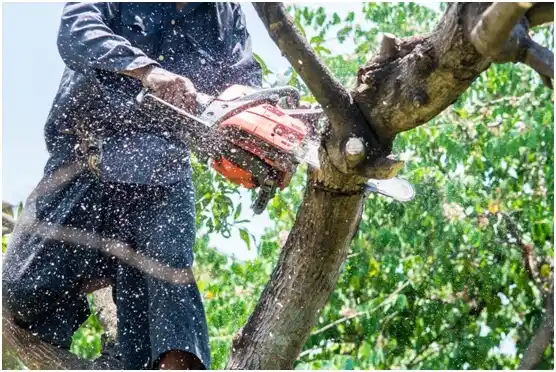 tree services Bancroft